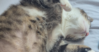 noémie pet sitter à AMIENS 80000_1