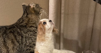 marine pet sitter à DEUIL LA BARRE 95170_1