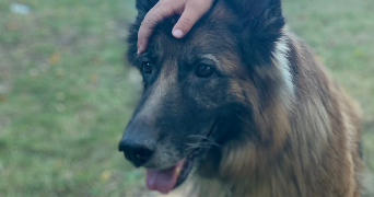 melissa pet sitter à TORCY 77200_9