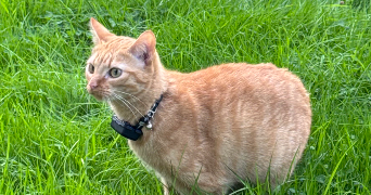 dorine pet sitter à NANTES 44100_2