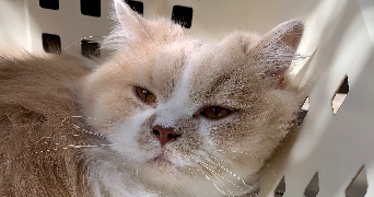 margot pet sitter à BEAUVAIS 60000_0