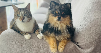 aude pet sitter à ST ETIENNE DU VALDONNEZ 48000_5