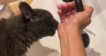 marie pet sitter à PARIS 19 75019_4