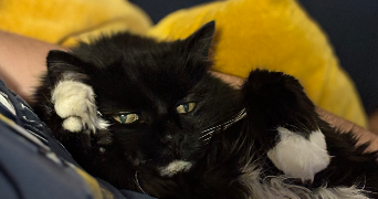 sarah pet sitter à HAUTS DE BIENNE 39400_4