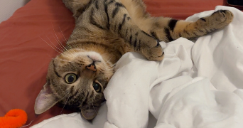 marie pet sitter à LIANCOURT 60140_1