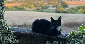 nora pet sitter à COMMENTRY 03600_3