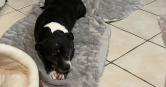 victoria pet sitter à QUESTEMBERT 56230_4