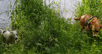 aurore pet sitter à ST PRIVAT 19220_1