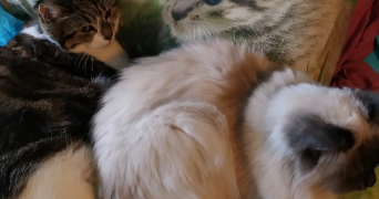 lili pet sitter à BRIORD 01470_11
