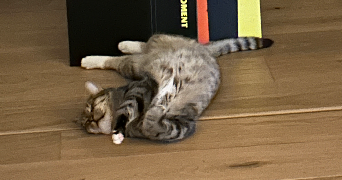 théo pet sitter à PLOUGUIN 29830_1