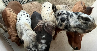 laurence pet sitter à PERPIGNAN 66000_2