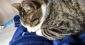 oceane pet sitter à STRASBOURG 67000_1