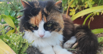 doriane cat sitter à COULMIERS 45130_1
