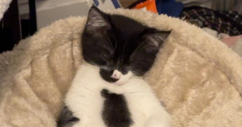 luc pet sitter à NANTES 44000_3