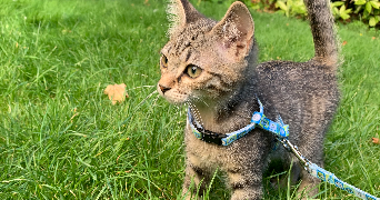 solène pet sitter à ACHERES 78260_4