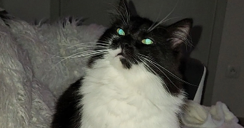 manon pet sitter à Villeneuve-lès-Avignon 30400_7