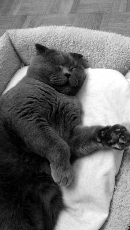 Èvann pet sitter à Paris 75006_4