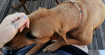 elise pet sitter à PARIS 13 75013_2