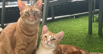 marion pet sitter à CHOISY LE ROI 94600_1