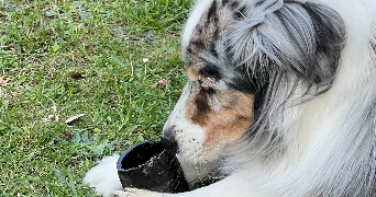 aude pet sitter à ST CYR SUR LOIRE 37540_4