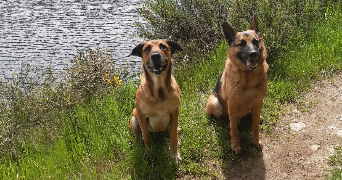 mattias pet sitter à LIBERCOURT 62820_4