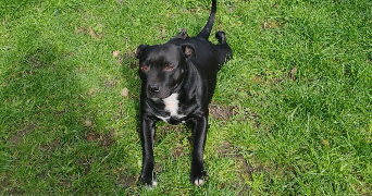 marie pet sitter à ST HERBLAIN 44800_5