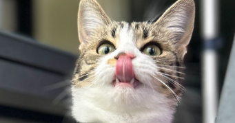 zoé pet sitter à ST M HERVE 35500_2