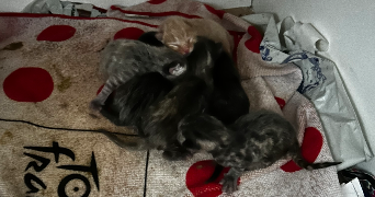 lili pet sitter à LAVAL 53000_5