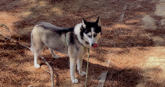 samantha pet sitter à MONTPELLIER 34070_6