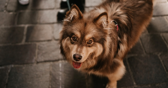 emma pet sitter à ST ALBAN LEYSSE 73230_1
