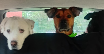 claudine pet sitter à REVEL 31250_4