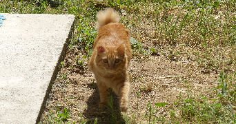 selena pet sitter à BALARUC LE VIEUX 34540_5