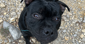 vanessa pet sitter à MARSEILLE 06 13006_2