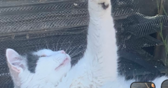 elisa pet sitter à BORDEAUX 33200_1