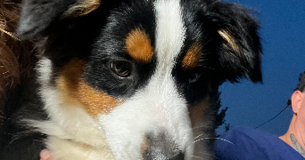 marilou pet sitter à PIERREFEU DU VAR 83390_1