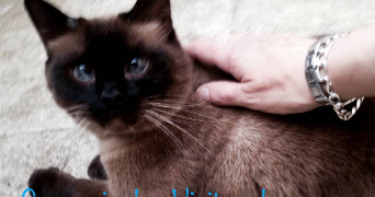 séverine  pet sitter à 59000 Lille 59000_4