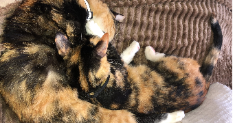 eva pet sitter à GALGON 33133_1