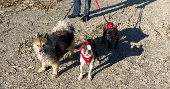 séverine pet sitter à PONCHON 60430_5