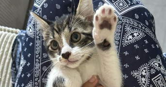 sophie pet sitter à GISORS 27140_3