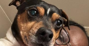 ludona pet sitter à IVRY SUR SEINE 94200_1