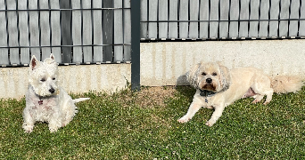 alexandra pet sitter à ROUVROY 62320_1