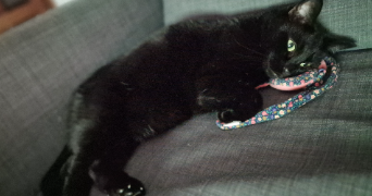 tiphanie pet sitter à ST CYR L ECOLE 78210_2