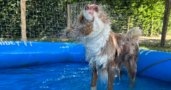 mathilde pet sitter à ST AMOUR 39160_3