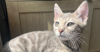 laurine pet sitter à LIGNIERES 10130_3