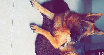 anais pet sitter à GAZERAN 78125_4
