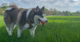 chloé pet sitter à Vélizy-Villacoublay 78140_1