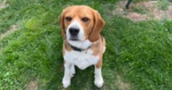 roman pet sitter à ST HERBLAIN 44800_2