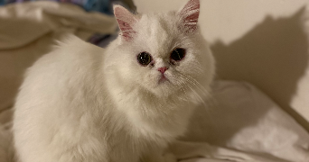 kahina pet sitter à Paris 75020_1