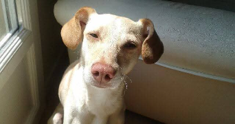 laure pet sitter à ST DENIS 93200_2