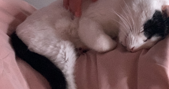 maud pet sitter à LE BOURGET DU LAC 73370_1